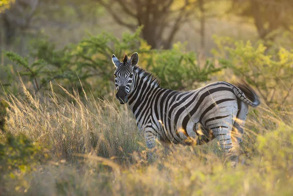 Cebra Común Naturaleza Salvaje Sudáfrica — Foto de Stock