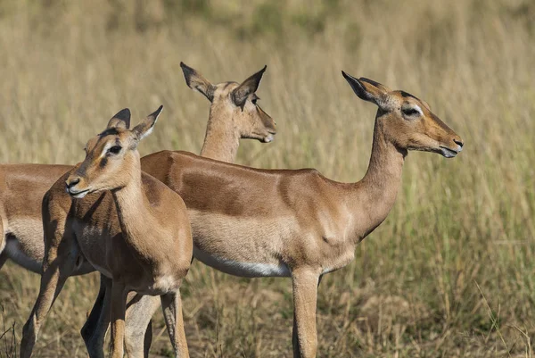 Impalas Salvajes Sudáfrica — Foto de Stock