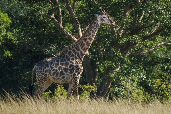 Giraffa Natura Selvaggia Del Sud Africa — Foto Stock