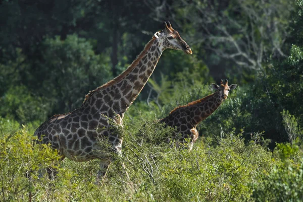 Girafas Natureza Selvagem África Sul — Fotografia de Stock