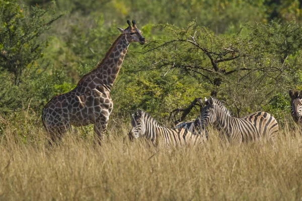 南アフリカの大自然のキリン — ストック写真