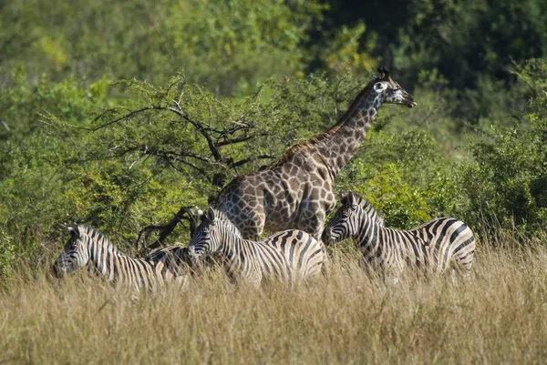 Giraffe Дикої Природи Південно Африканської Республіки — стокове фото