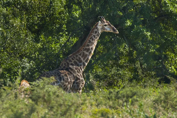Zsiráf Vad Természet Dél Afrikai Köztársaság — Stock Fotó