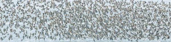 野生の自然の中の鳥の群れ — ストック写真