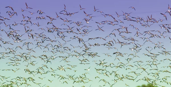 Hejna Ptáků Volné Přírodě — Stock fotografie
