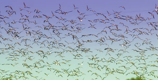 Les Oiseaux Affluent Dans Nature Sauvage — Photo