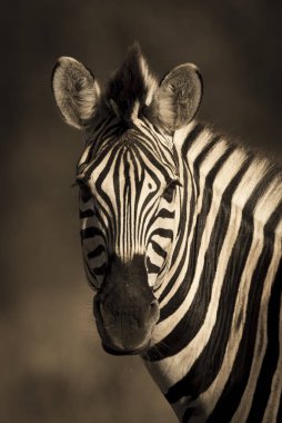 Common Zebra in wild nature of South, Africa clipart