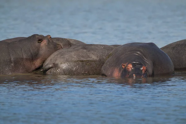 Гіпопотами Дикої Природи Південно Африканська Республіка — стокове фото
