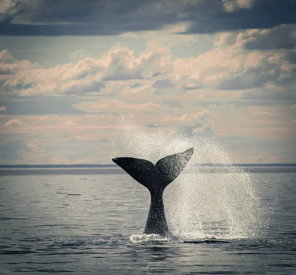 Baleia Oceano Atlântico Patagônia Argentina — Fotografia de Stock