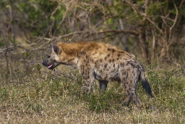 Hyena Divoké Přírody Jižní Afriky — Stock fotografie