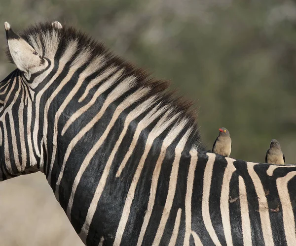 Gemeines Zebra Der Wilden Natur Südafrikas — Stockfoto