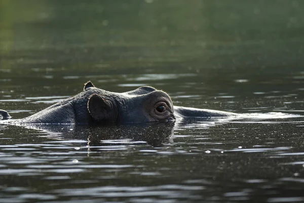 Hippo Vahşi Doğada Güney Afrika — Stok fotoğraf