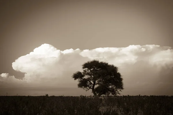 Pampaslandschaft Von Patagonien Argentinien — Stockfoto