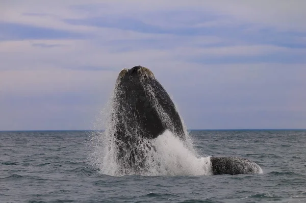 Wieloryb Oceanie Atlantyckim Patagonii Argentyna — Zdjęcie stockowe