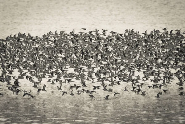 Vögel Schwärmen Freier Natur Aus — Stockfoto