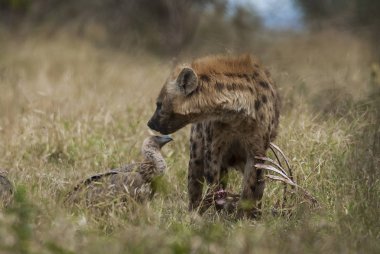 Güney Afrika'nın vahşi doğada sırtlan