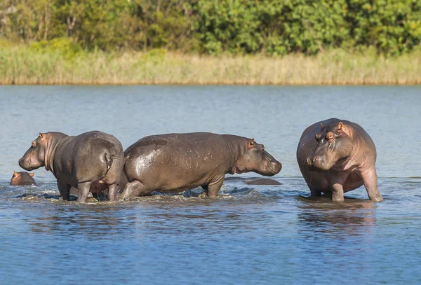 Hipopótamos Naturaleza Salvaje Sudáfrica —  Fotos de Stock