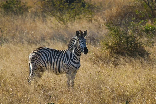 非洲南部野生性常见斑马 — 图库照片
