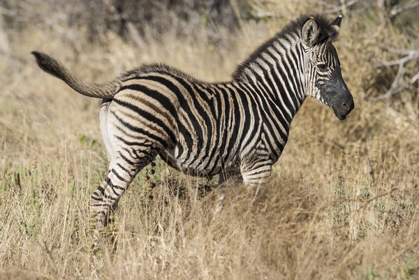 Gemeines Zebra Der Wilden Natur Südafrikas — Stockfoto