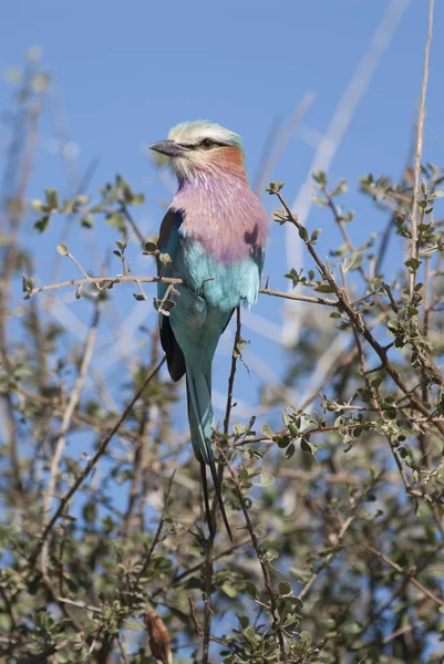 Uccellino Dal Petto Lilla Natura Sud Africa — Foto Stock