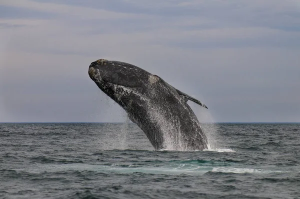 Baleia Oceano Atlântico Patagônia Argentina — Fotografia de Stock