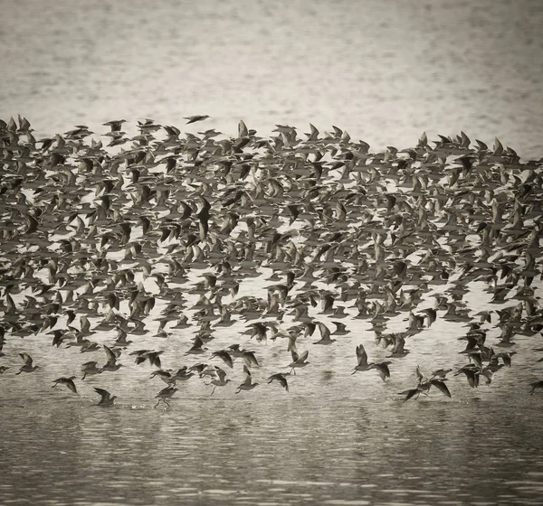 Aves Rebanho Natureza Selvagem — Fotografia de Stock