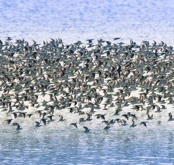 Vögel Schwärmen Freier Natur Aus — Stockfoto