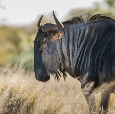 Vahşi doğada, Afrika siyah wildebeest