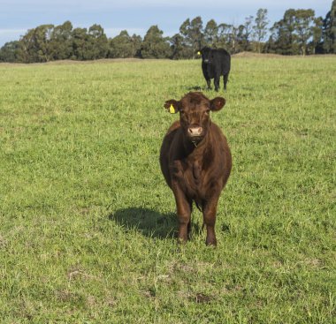 İnekler çim sahası, La Pampa, Argentina yem