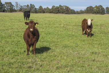 İnekler çim sahası, La Pampa, Argentina yem