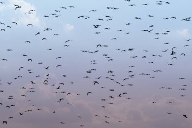 Uçan kuş sürüsü