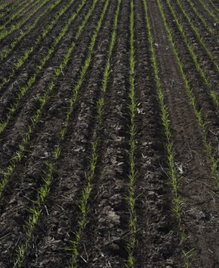 Tarım alanında büyüme, La Pampa, Argentina