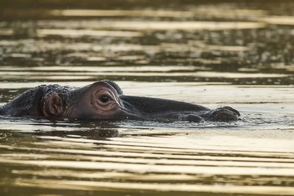 Hippo Vahşi Doğada Güney Afrika — Stok fotoğraf