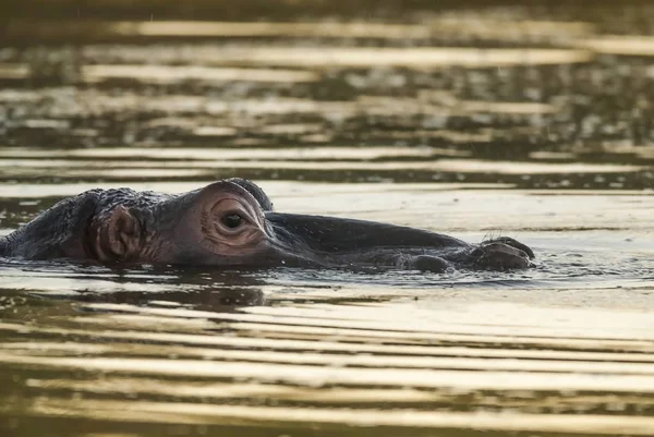 Nilpferd Wilder Natur Südafrika — Stockfoto