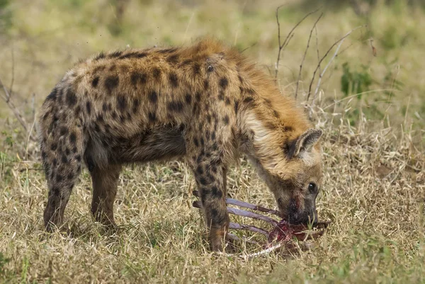 Hyena Divoké Přírody Jižní Afriky — Stock fotografie