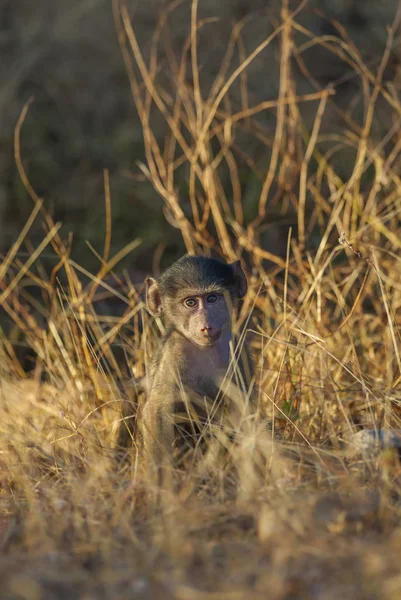 Baboon Monkey Wild Nature Africa — Stock Photo, Image