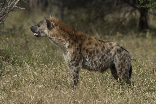 Hyäne Wilder Natur Südafrikas — Stockfoto