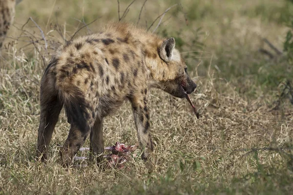 Hyena Divoké Přírody Jižní Afriky — Stock fotografie