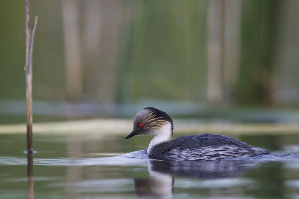 Grèbe Argenté Patagonie Argentine — Photo