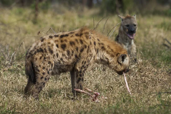 Hiéna Vad Természet Dél Afrikai Köztársaság — Stock Fotó