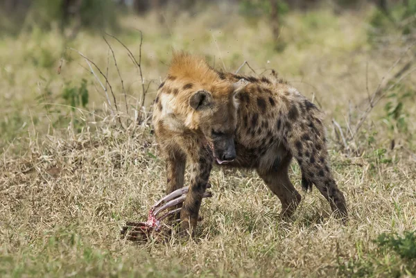 Hyena Vild Natur Sydafrika — Stockfoto