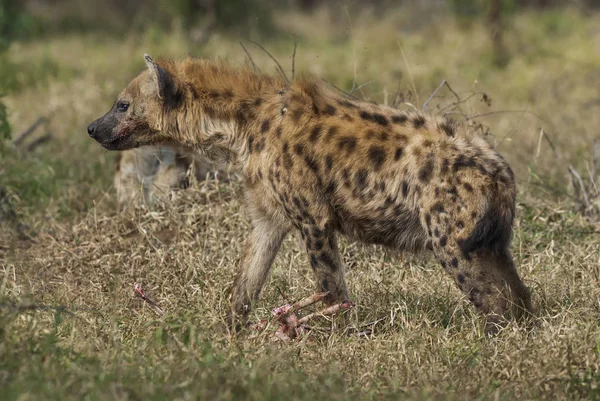 Hyena Wilde Natuur Van Zuid Afrika — Stockfoto