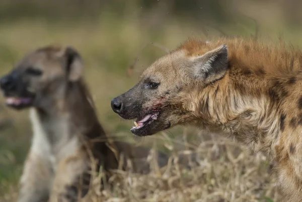 Hyena Wild Nature South Africa — Stock Photo, Image