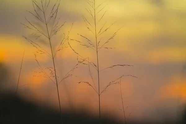 Grass Στο Ηλιοβασίλεμα Closeup Άποψη — Φωτογραφία Αρχείου