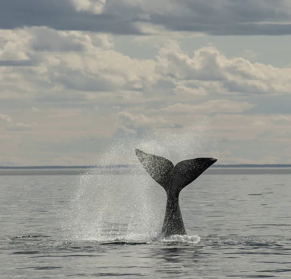 Queue Baleine Noire Sud — Photo