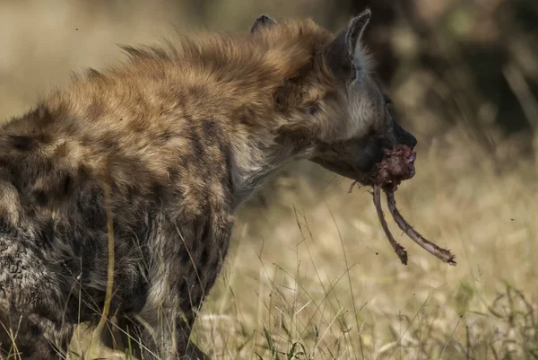 Hyena Divoké Přírody Jižní Afriky — Stock fotografie