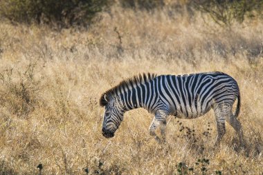 Güney Afrika'nın vahşi doğasında Ortak Zebra