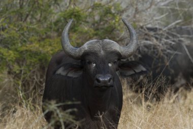 Cape Buffalo, Güney Afrika