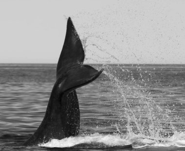 Patagonya Arjantin, Güney gerçek balinası