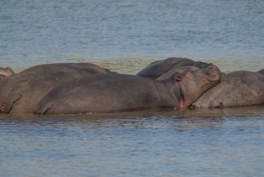 Suaygırları vahşi doğada, Güney Afrika